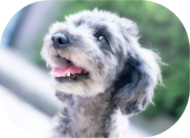 犬 えひめ鬼北 やさしいジビエ