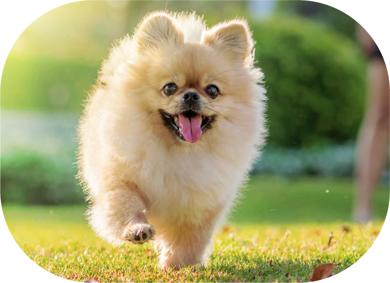 犬 えひめ鬼北 やさしいジビエ