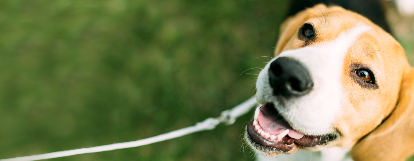 犬 えひめ鬼北 やさしいジビエ