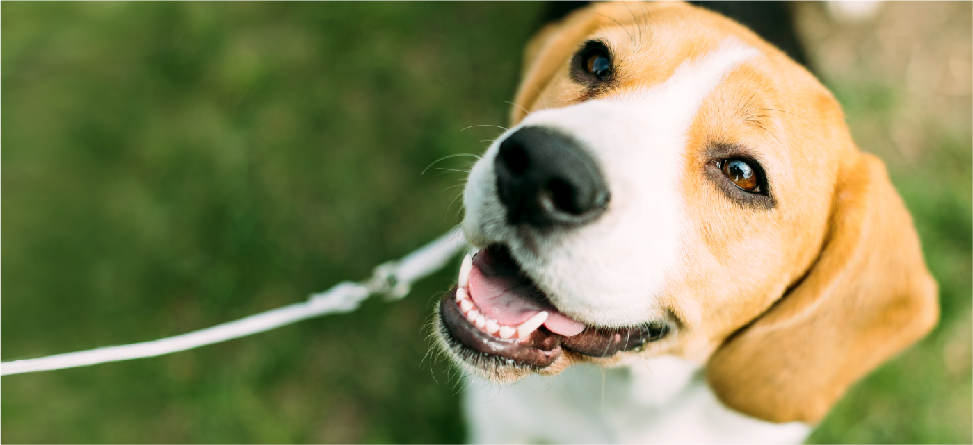 犬 えひめ鬼北 やさしいジビエ